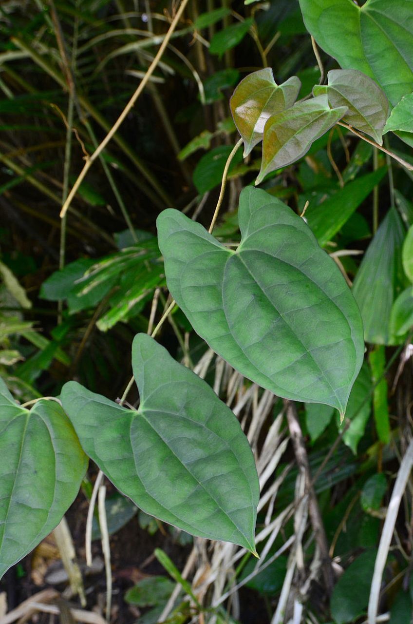 海风藤是常见的中药材,具有祛风除湿,通络止痛的功效,常用于治疗风湿