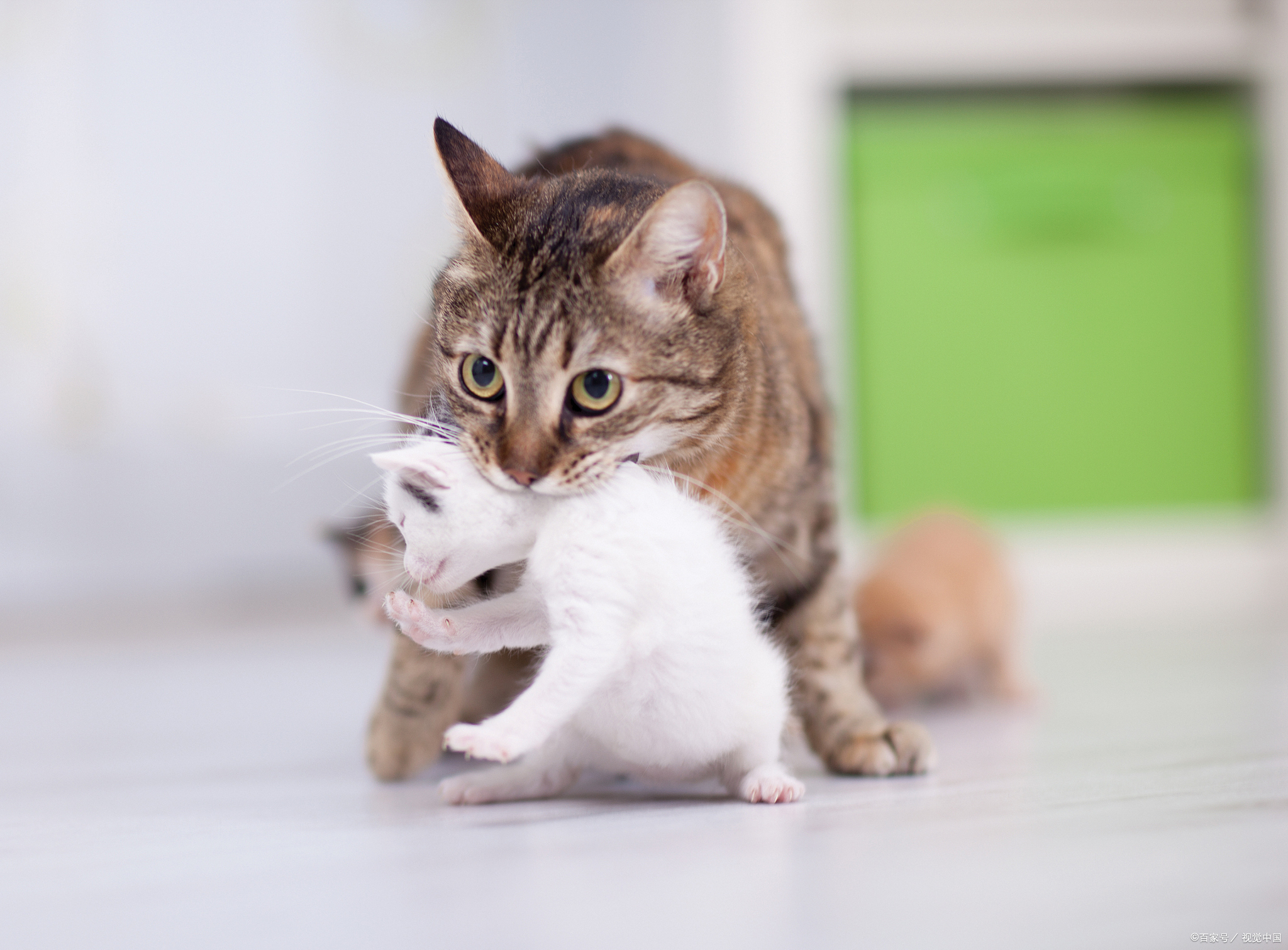 猫猫打完疫苗后没精神正常吗?