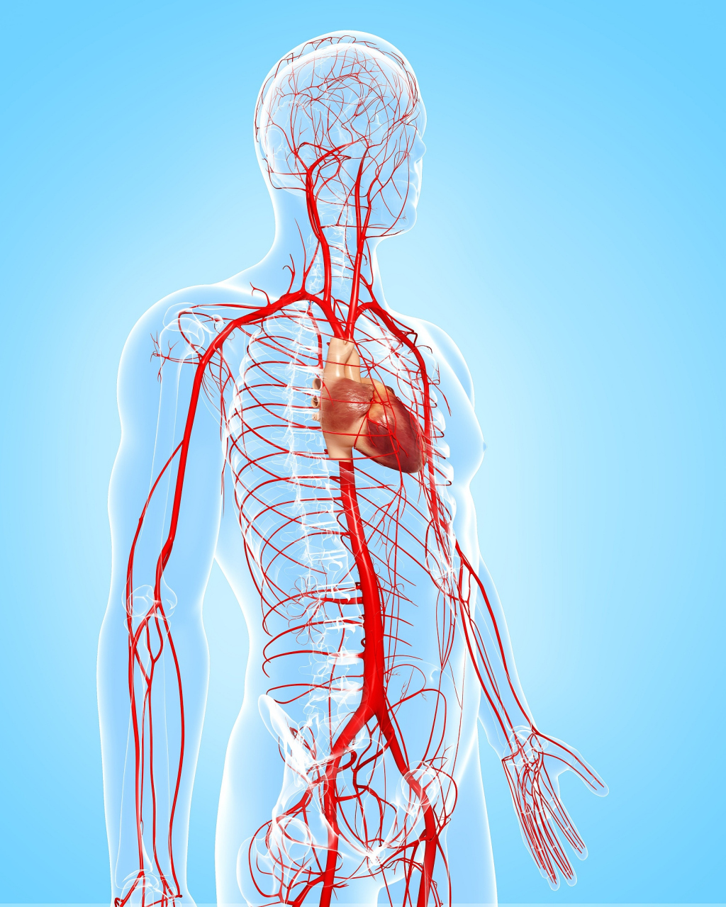 如何健康调理身体微循环  中医认为,身体微循环的健康与人体的气血