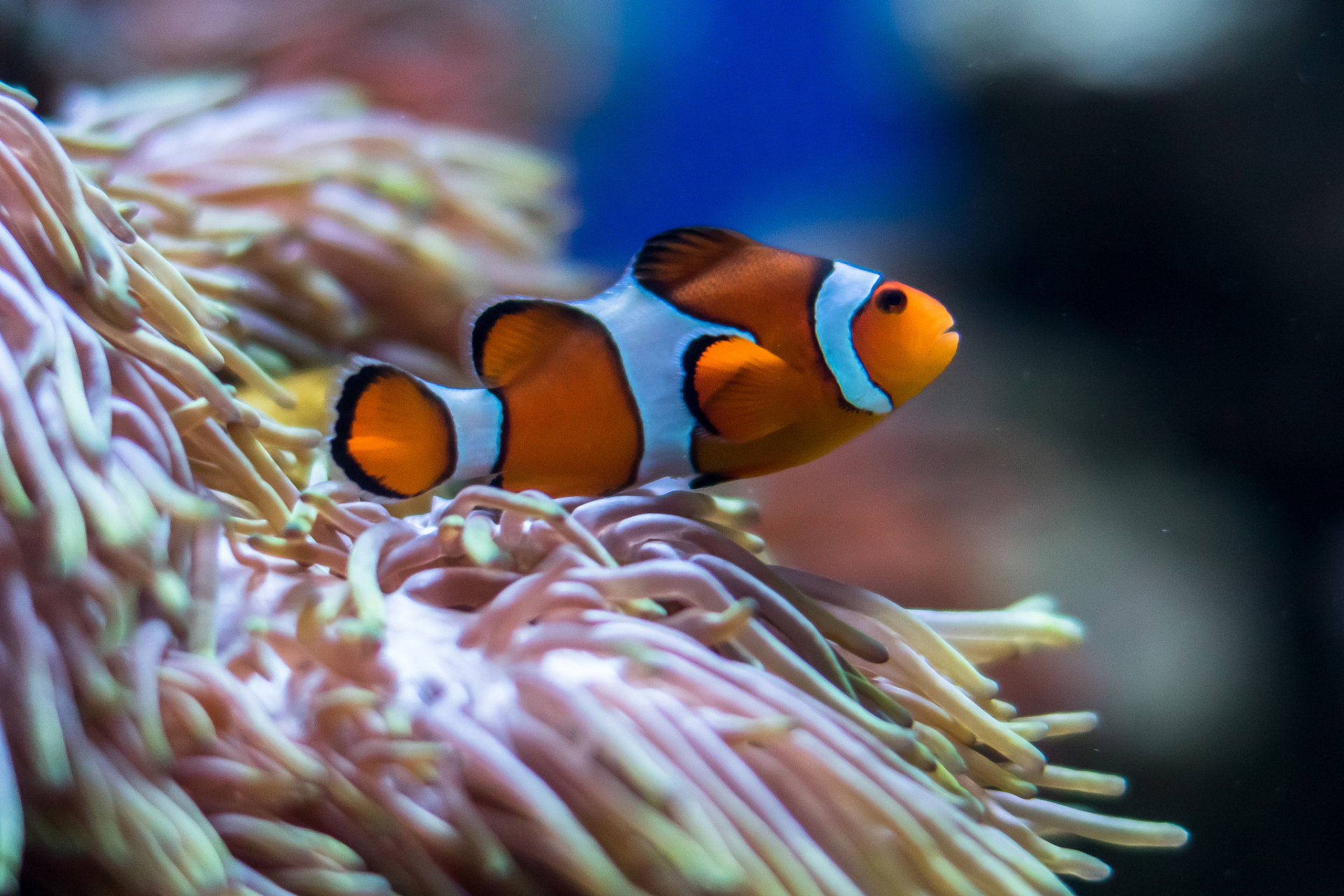 海洋生物有哪些 鱼类图片