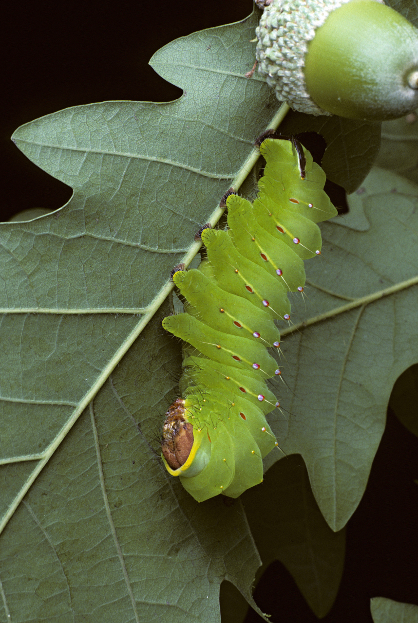 蚕卵是由蚕蛾科蚕蛾属的家蚕所产,呈现出灰绿色或黄色的椭圆形颗粒状.