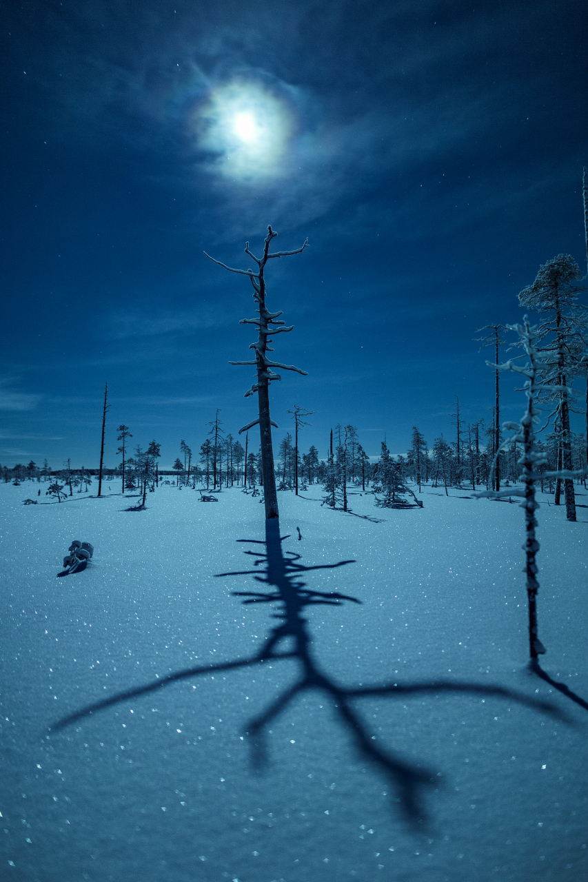 寒冷的夜晚,小树也变得特别孤单