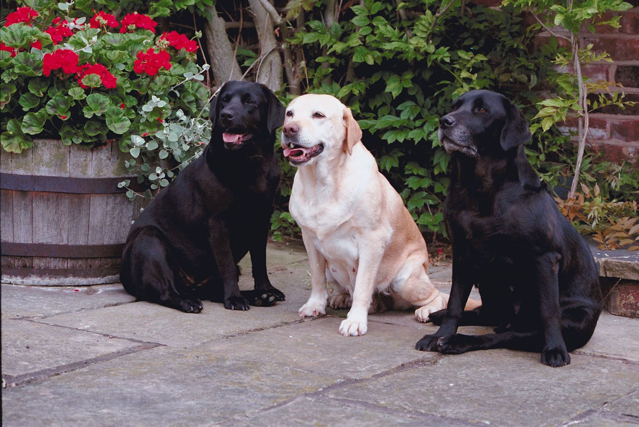 《揭秘拉布拉多犬的价格:你知道吗?》