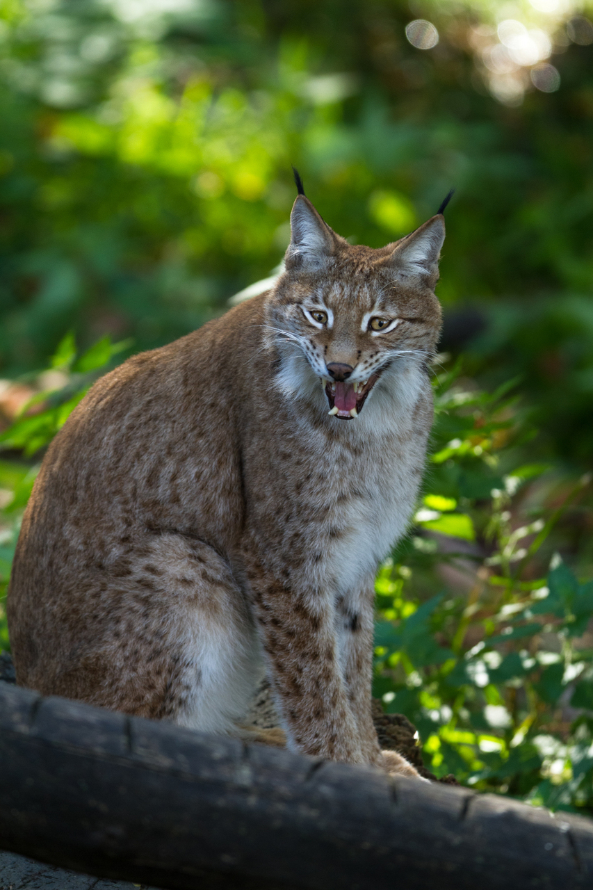 猞猁和狞猫是两种不同的猫科动物.