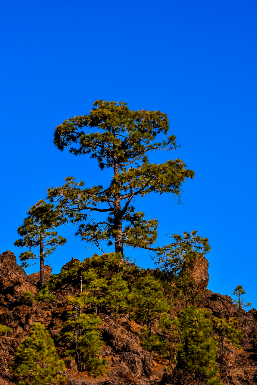 松树:不仅是长青的树,更是地球的宝藏!它们遍布全球各地,适应性强.