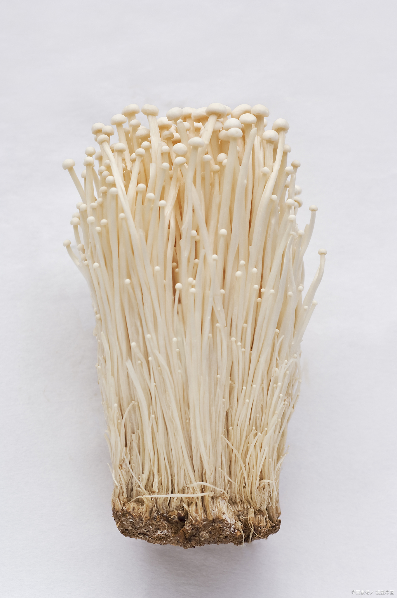 金针菇根切下来怎么种植
