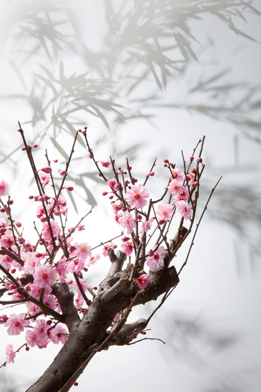 梅花是一种高雅的花卉,种植时需要选择透气性,排水性和肥沃性好的土壤