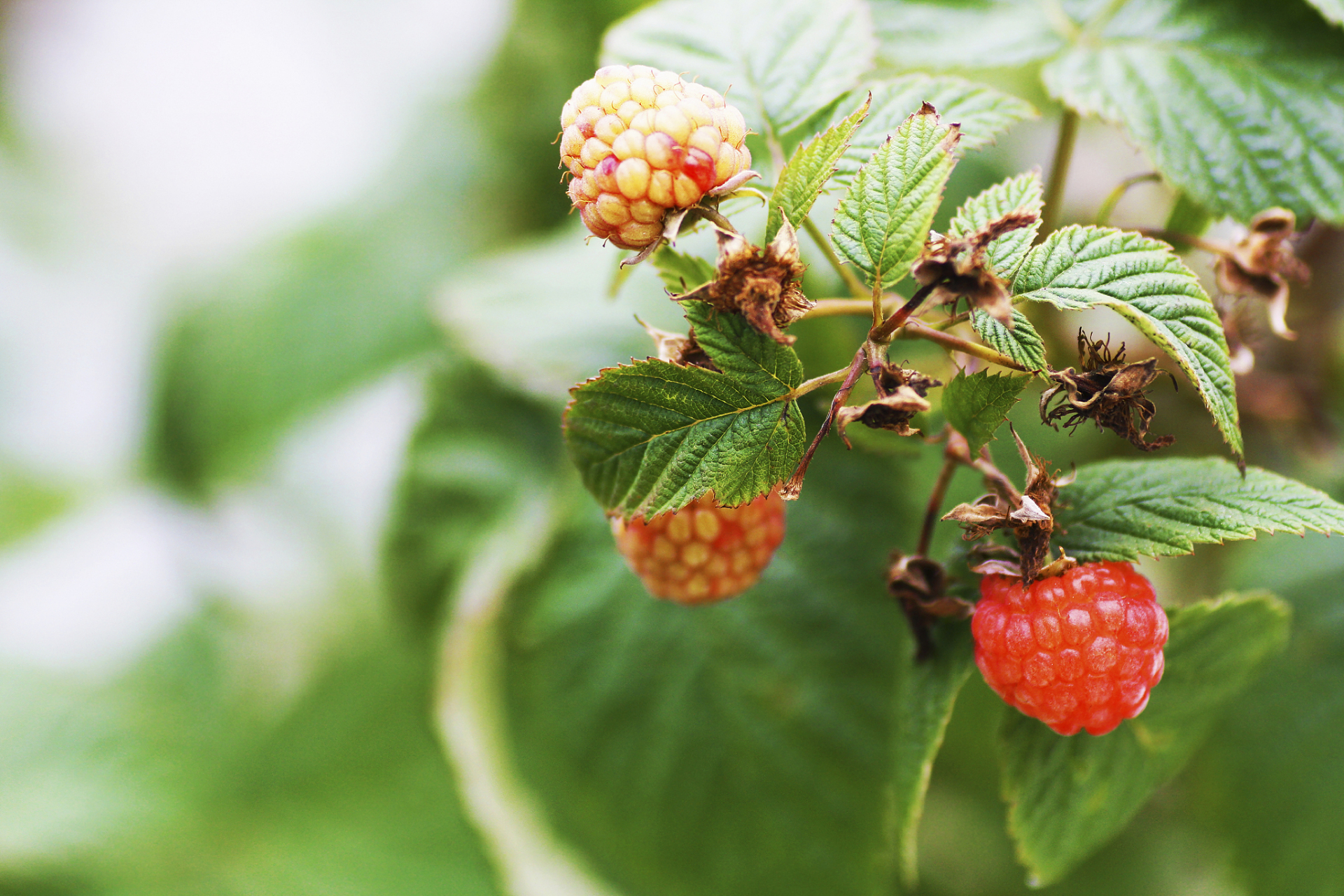 [原文:茅莓是一种营养丰富的野生.