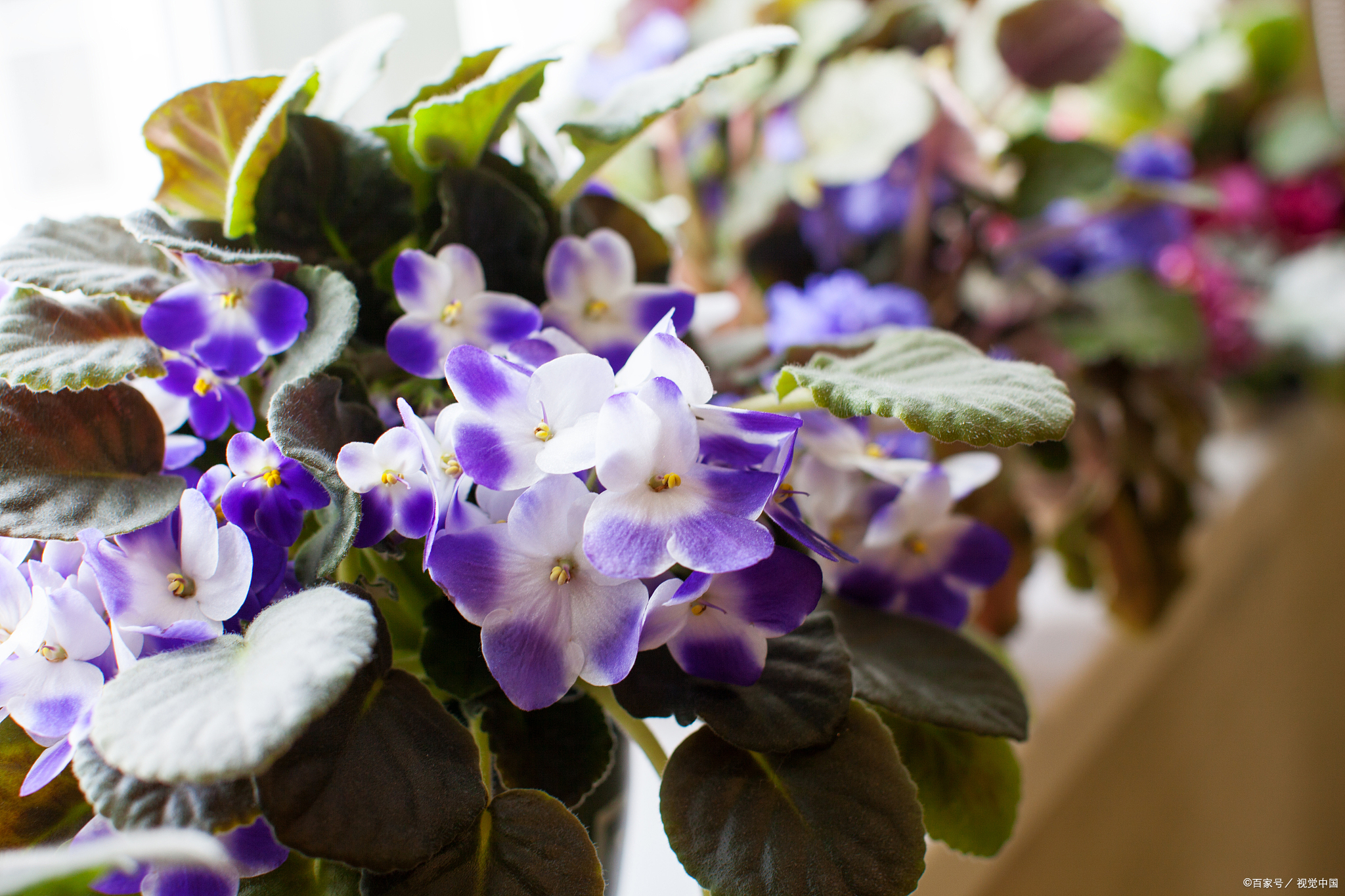 非洲紫罗兰作为室内花卉中的佼佼者.@趣野杂谈的动态