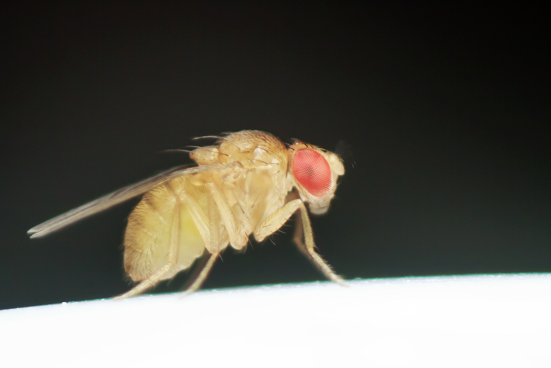 果蝇是家居害虫,需要综合使用多种方法控制数量,如保持厨房清洁,使用