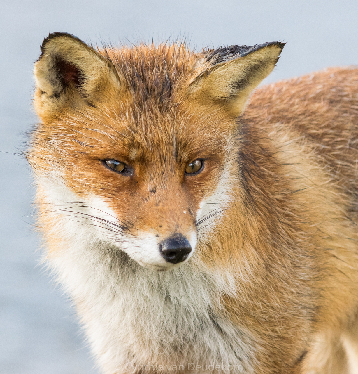 哪怕是酒量再大的人,喝他家的酒也不过几杯,便要烂醉如泥.