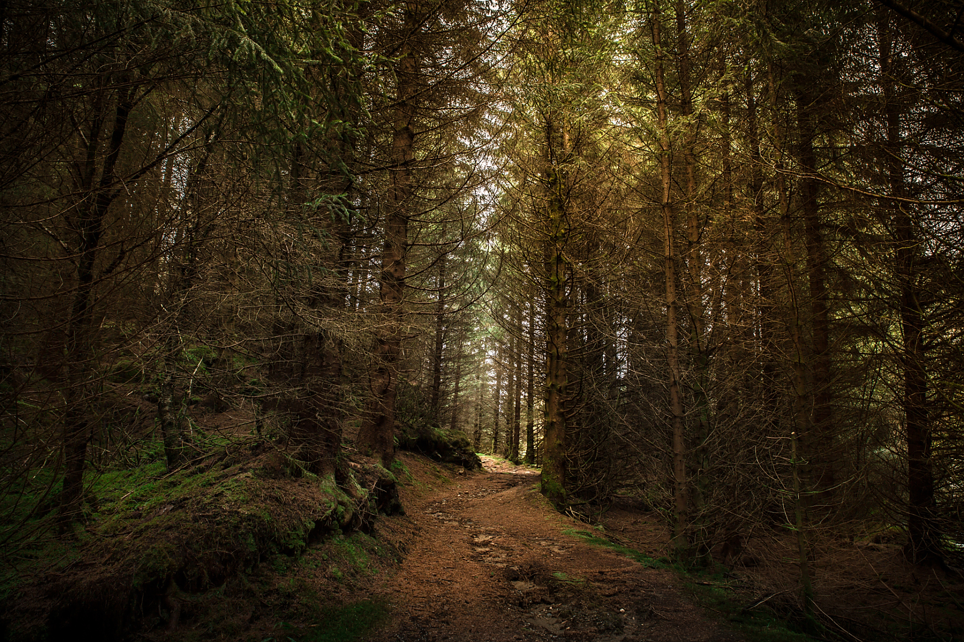 《挪威的森林》是一部描绘成长之路的小说.