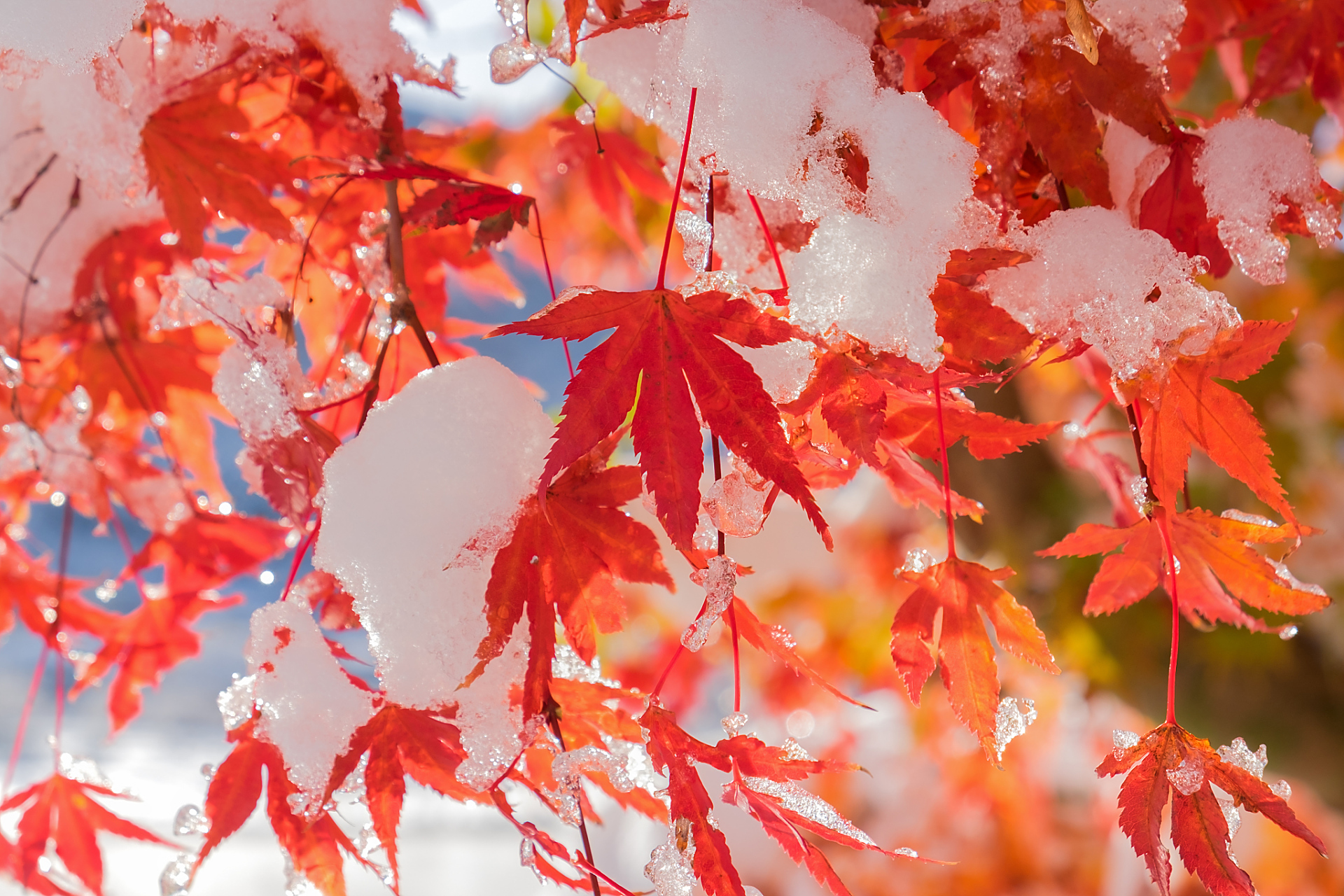 冬日枫叶染红广东山岭,韶关始兴迎来最佳观赏时  随着