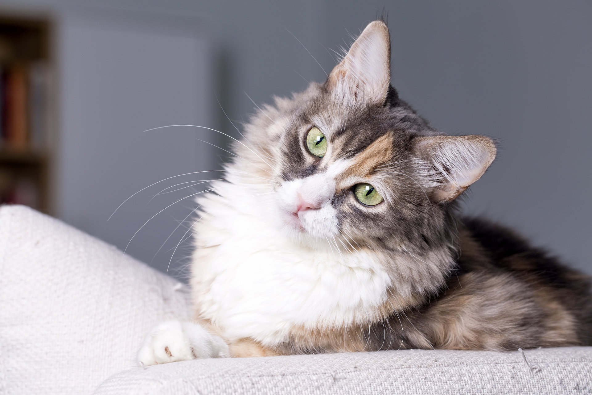 哈基米是一只优雅,独立,友善且备受尊崇的猫中之王.