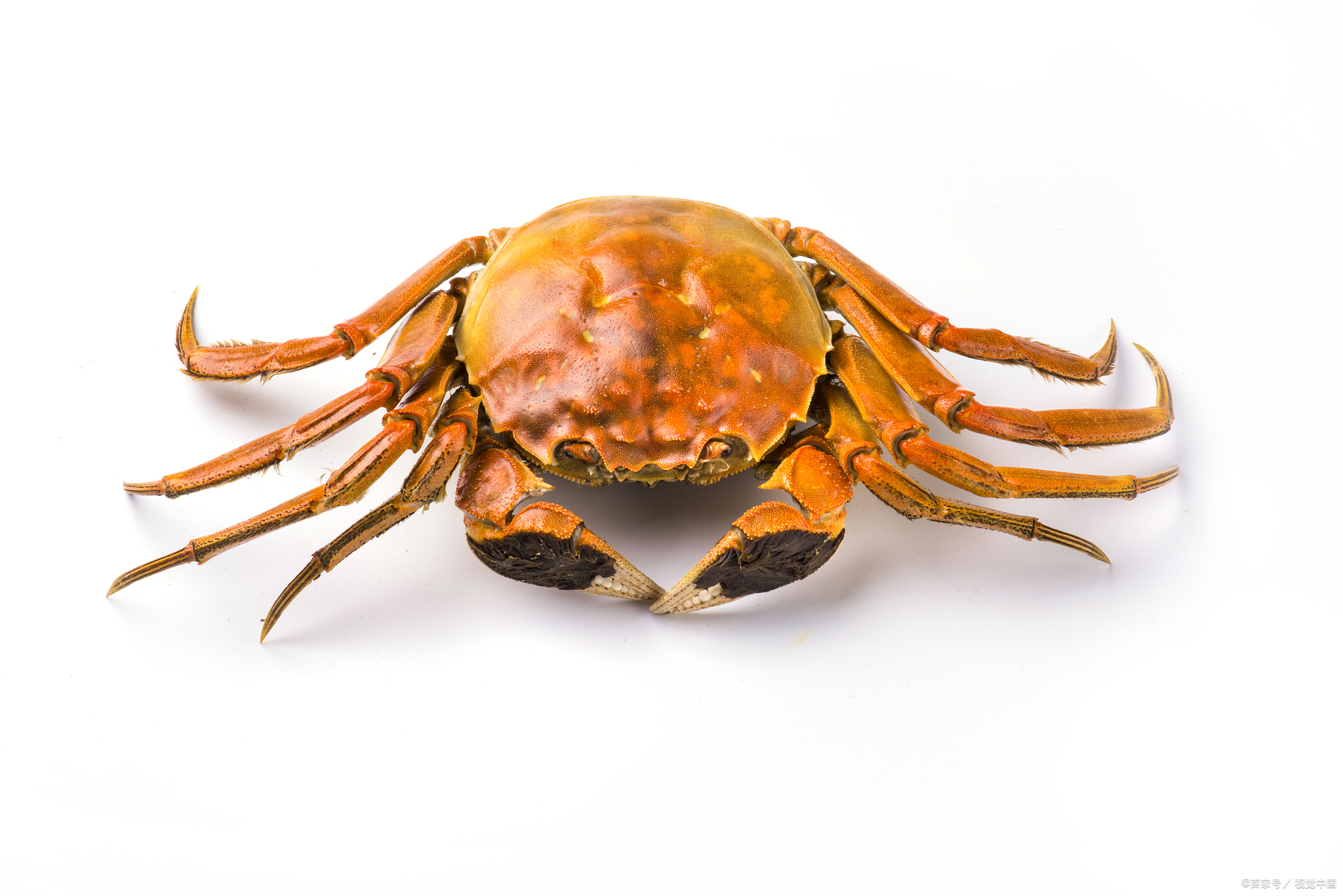 螃蟹是一种美味的海鲜,保存新鲜对于保持其口感和营养价值至关重要.