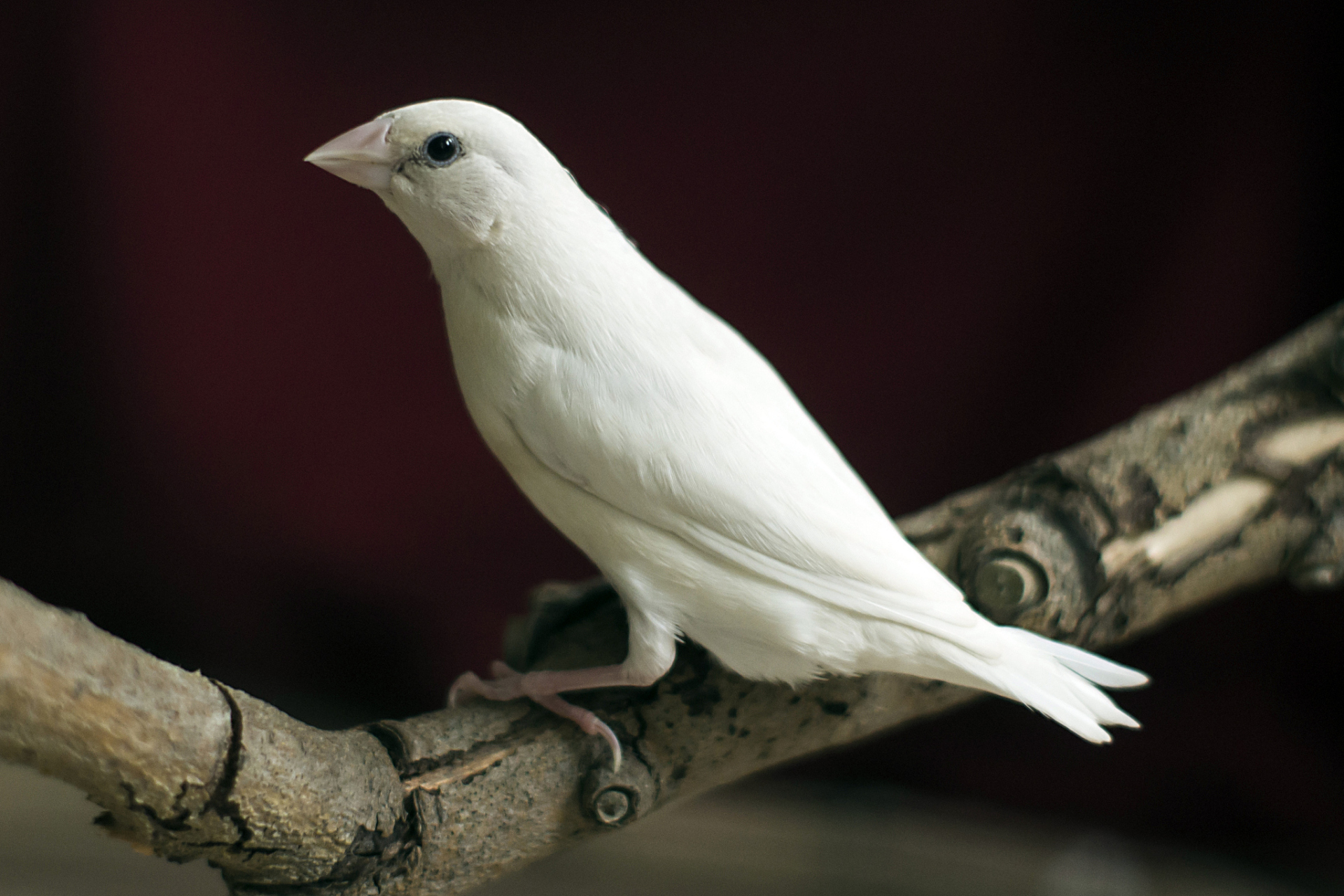 黑色羽毛白色嘴巴的鸟图片