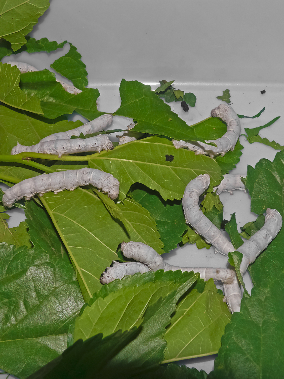 这些条件为蚕卵提供了最佳的孵化环境.[原文:孵化蚕卵的关键条件