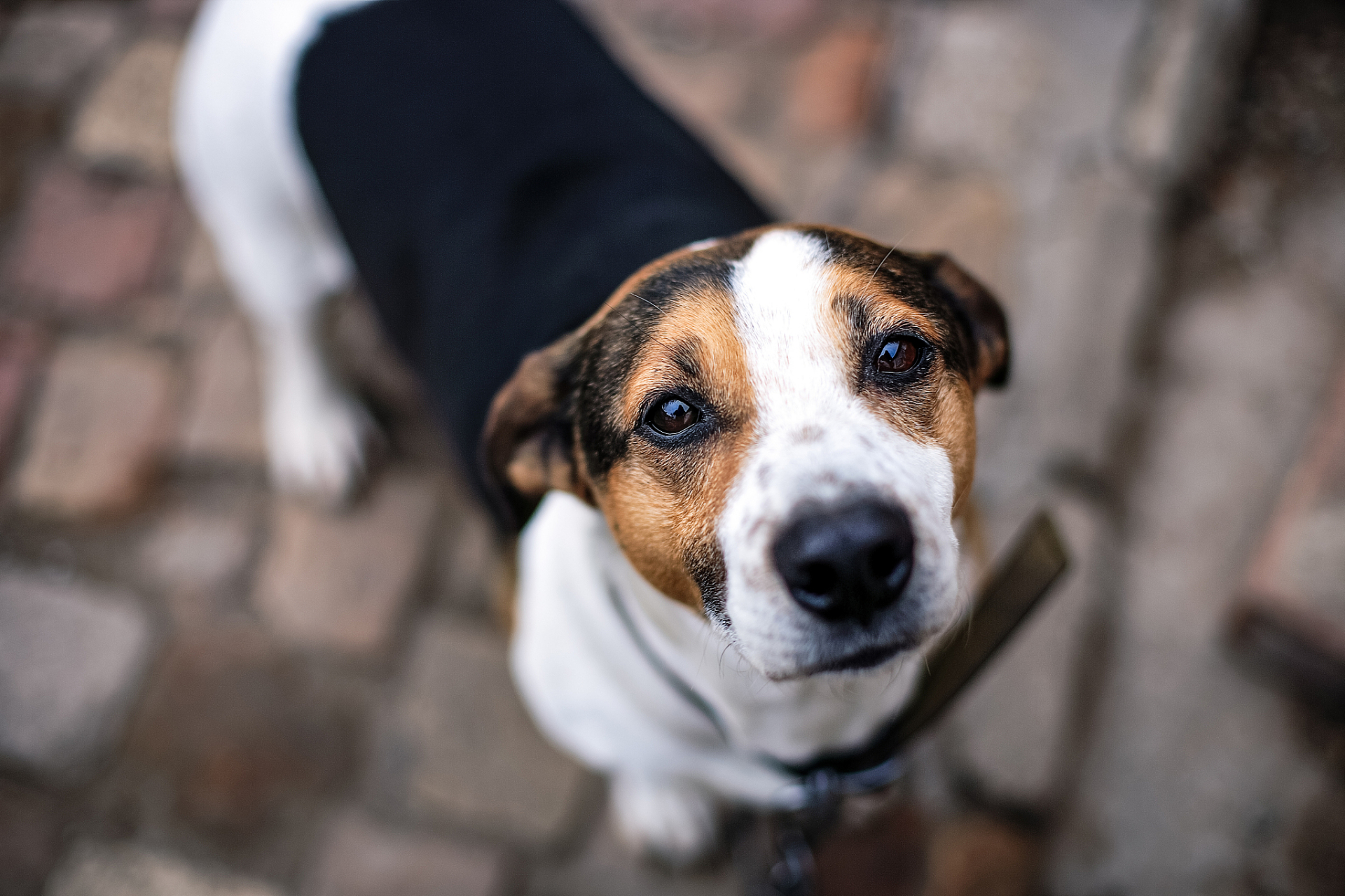 比格犬壁纸图片