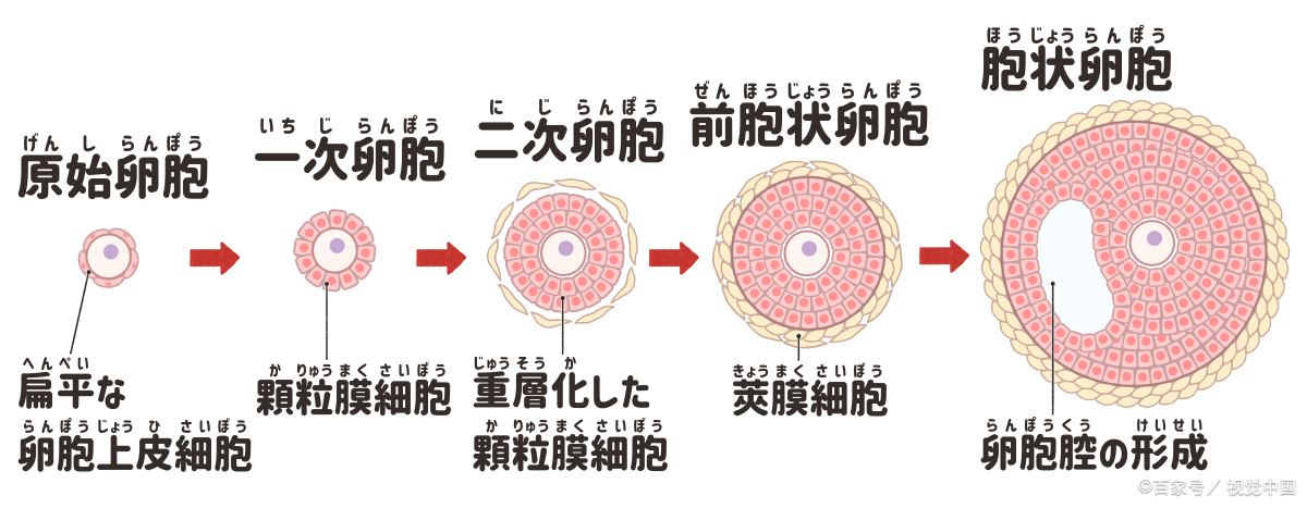 9岁儿童卵巢子宫发育图片