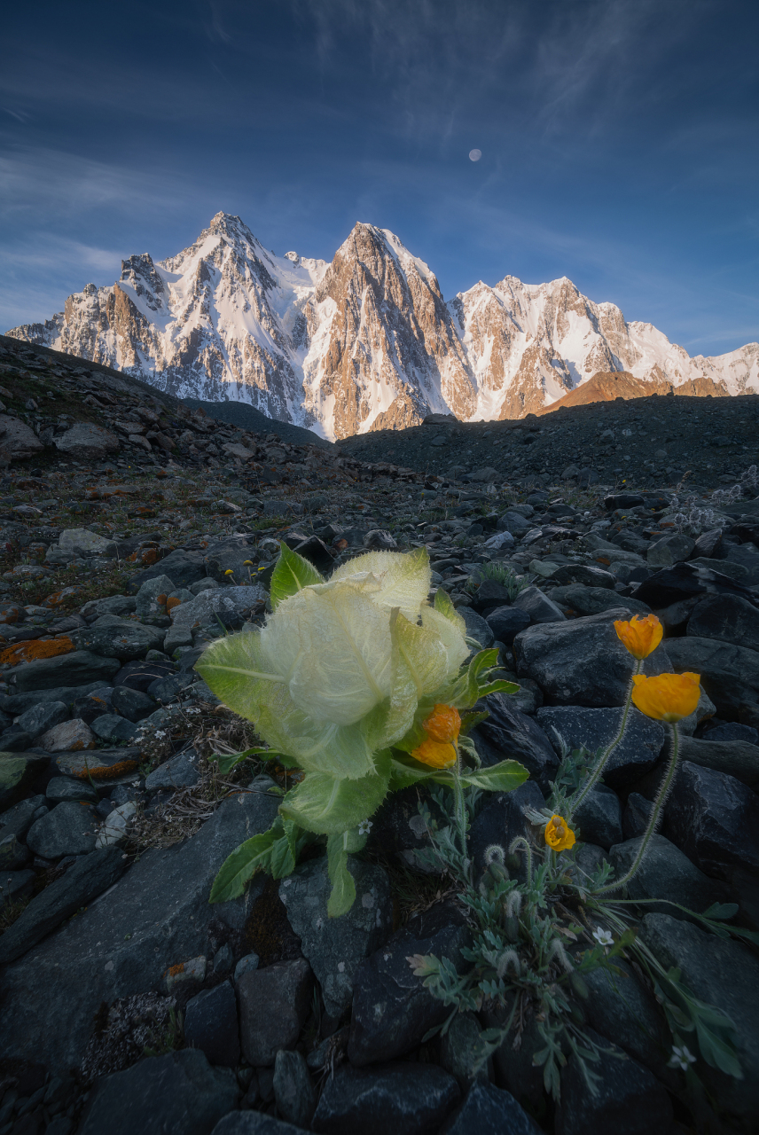 天山雪莲果的功效主要还是调经,止血,除寒,壮阳等,用于治疗妇女崩带