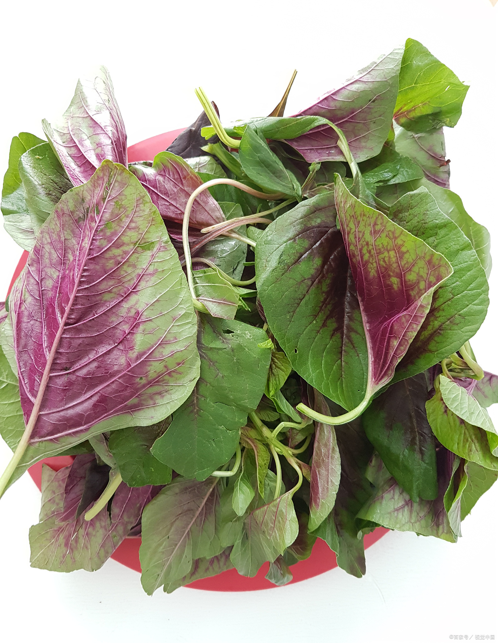 红苋菜需不需要焯水?