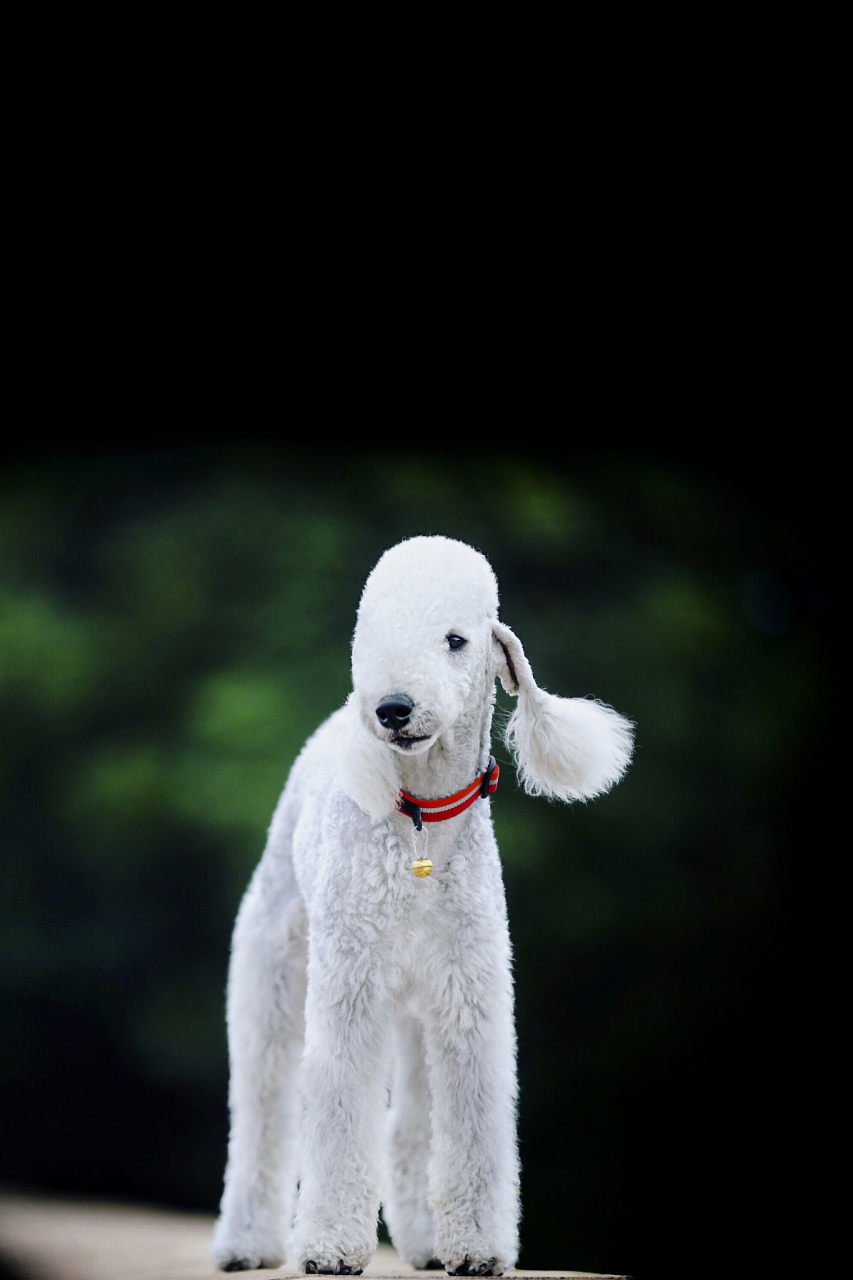 贝灵顿梗的性格也非常友好和活泼,它们通常非常聪明并善于服从主人的