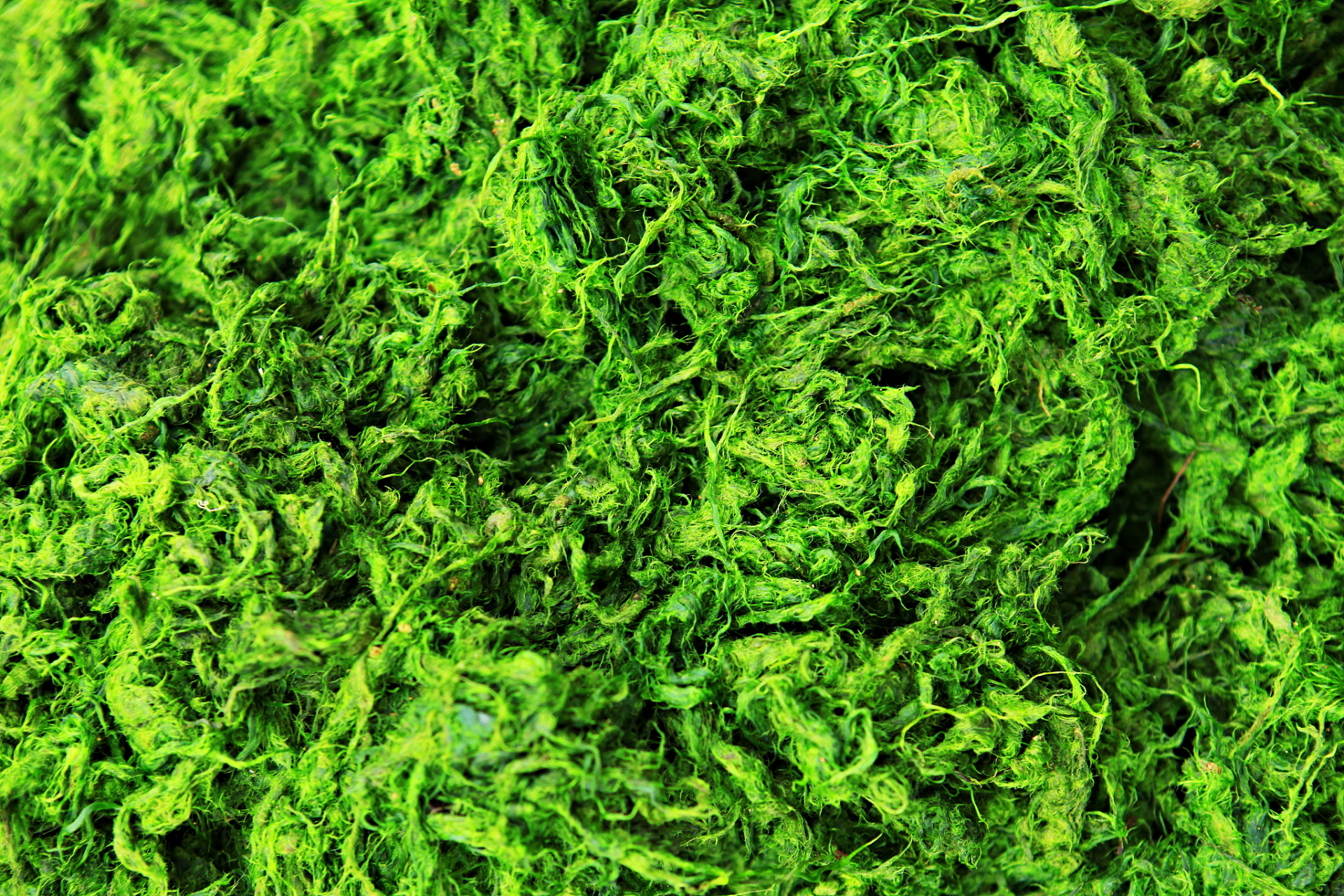 螺旋藻可以改变酸性体质吗	 螺旋藻不可以改变酸性体质.