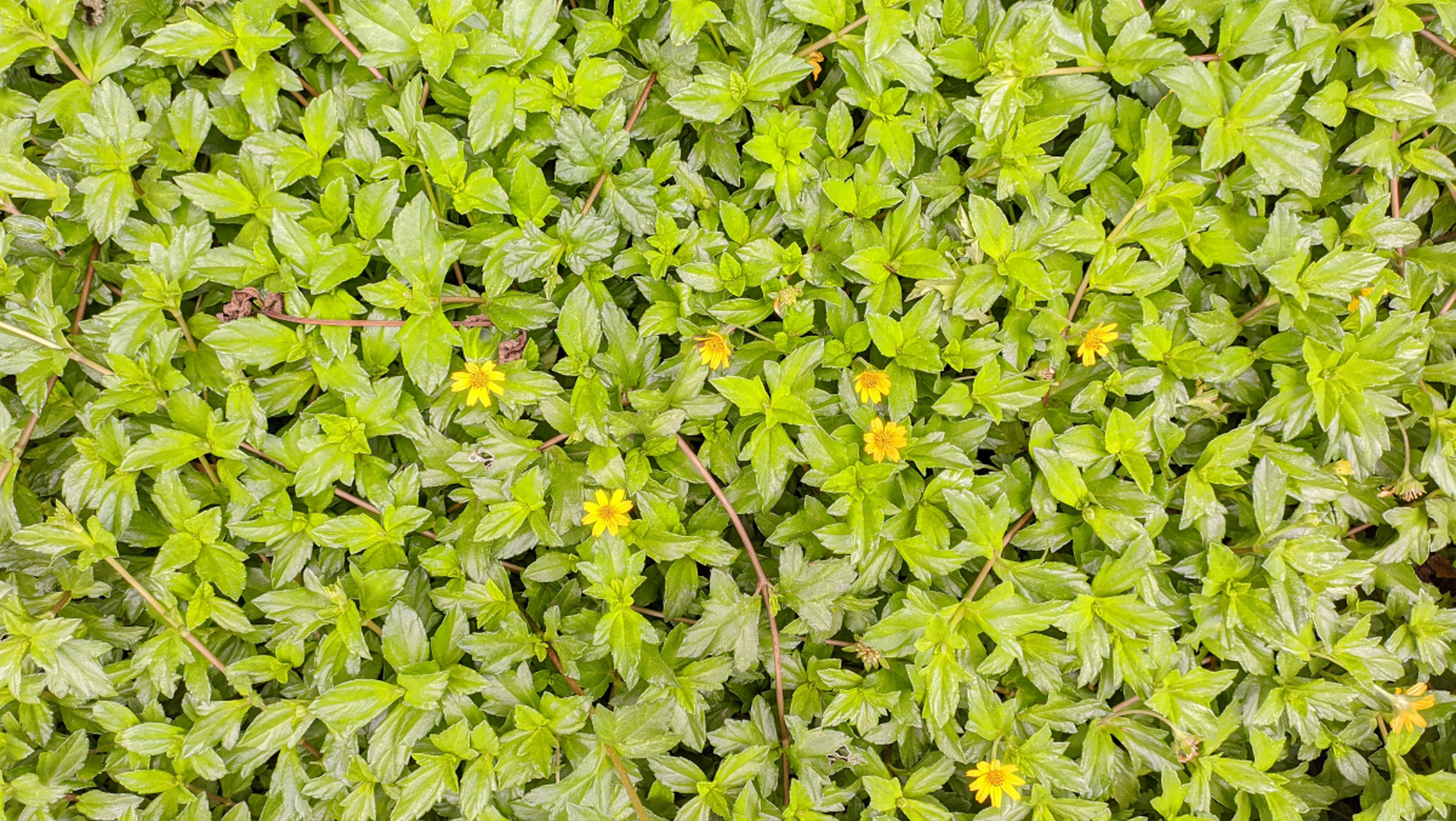 盆景# 养护盆景:野草装饰庭院之金叶过路黄 金叶过路黄的名字特别