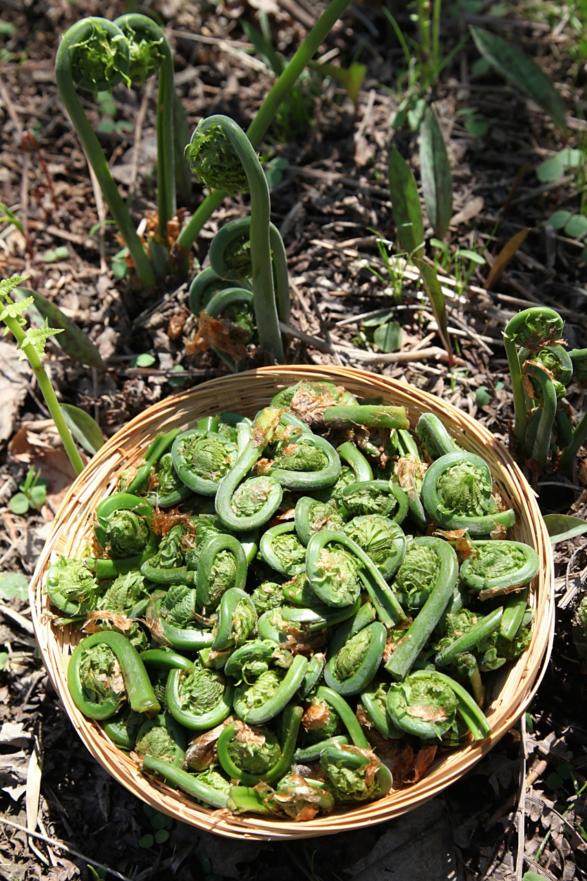 蕨菜和竹笋可以一起吃吗 	蕨菜和竹笋通常可以一起吃,一般不会互相