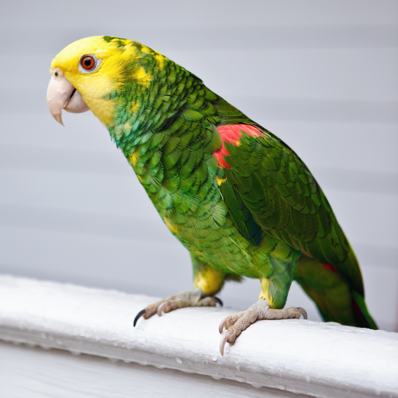 塞内加尔鹦鹉(psittacidae)是一种生活在非洲的大型鹦鹉,以其美丽的