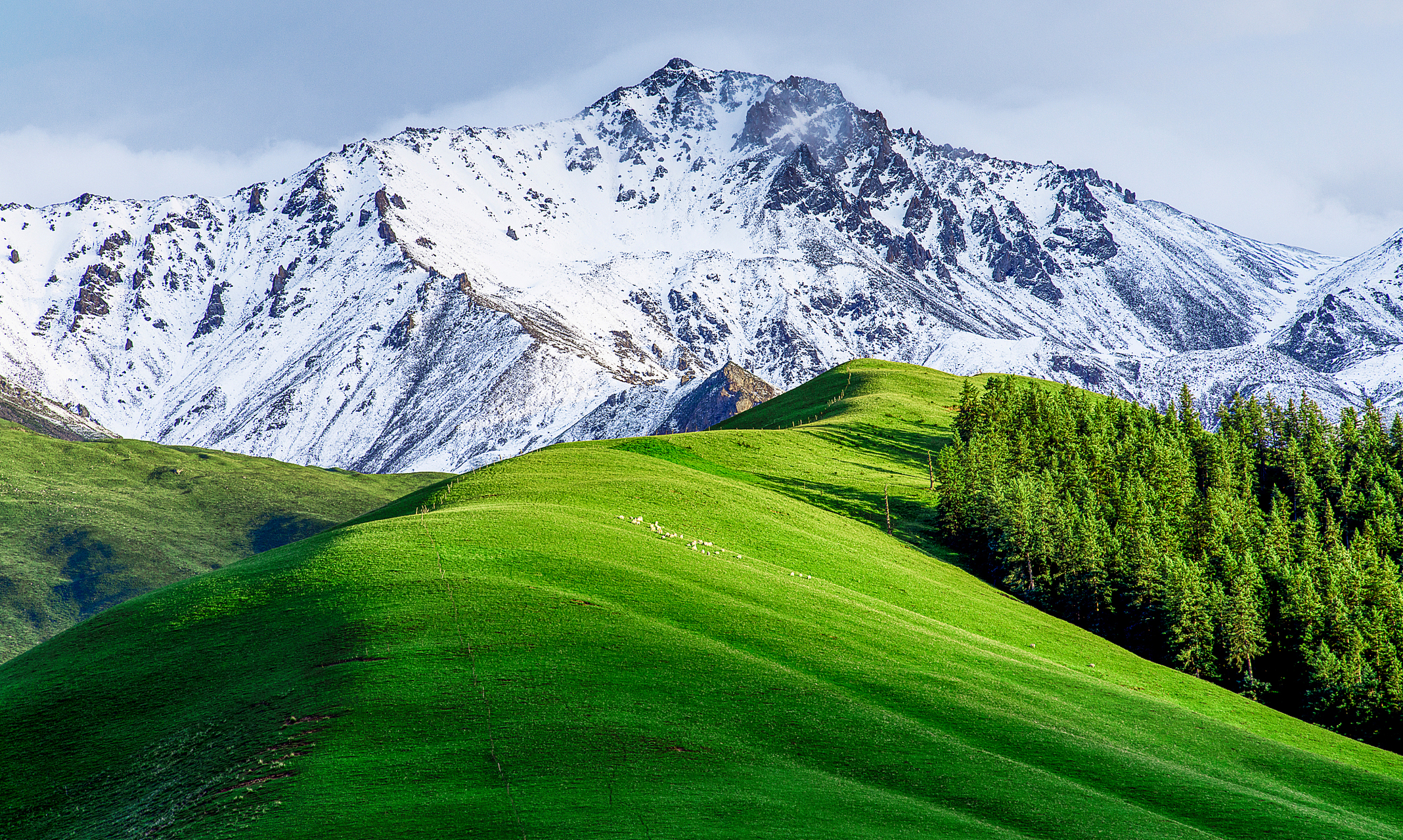 【祁连牛心山】牛心山位于祁连县东南2公里处,海拔4667米,是祁连的