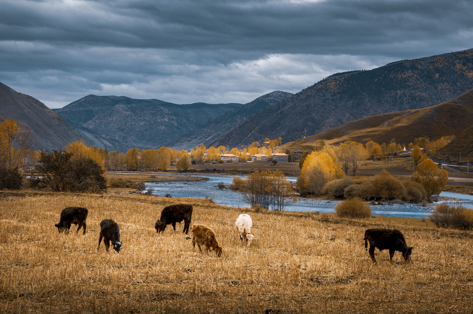 秋季的甘孜阿坝,是一处景色壮美的旅游胜地.