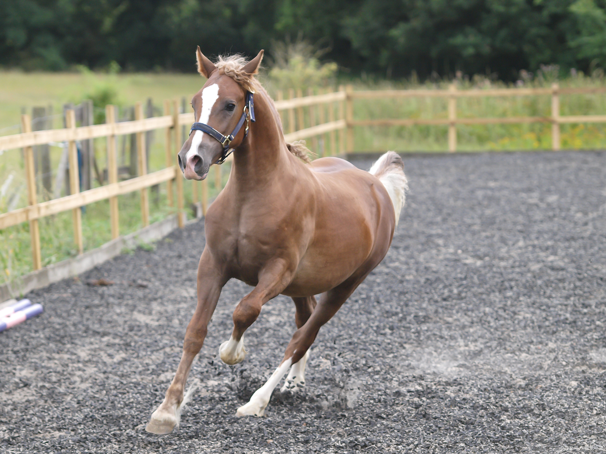 的照片真实真马图片大全马的图片大全真实真马图片100张马的图片真实