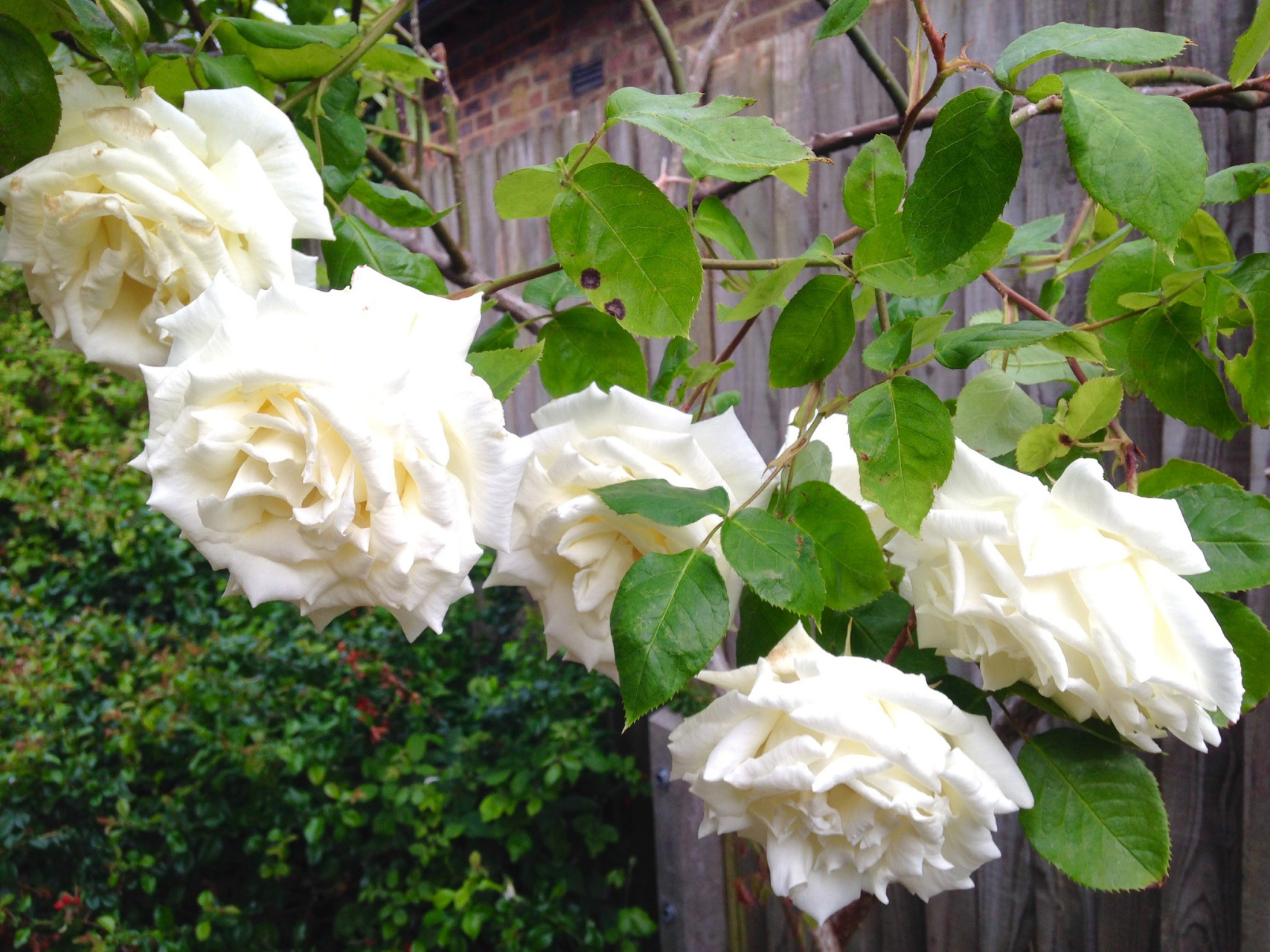 白蔷薇花语# 白蔷薇是一种美丽的花卉,它的花语是纯洁,高贵,天真和