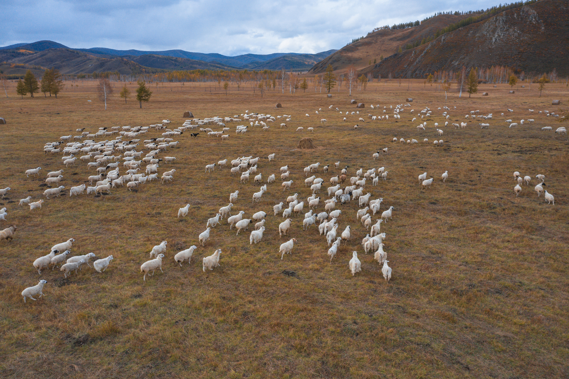 上万只野生黄羊浩浩荡荡地迁徙到了阿尔山,真是太壮观了!
