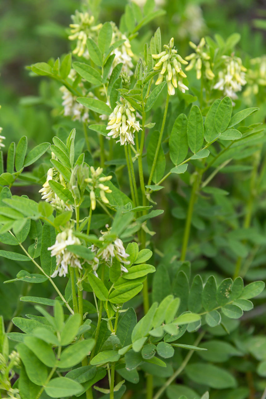 野外长的这种植物,殊不知是治疗肾病不可或缺的一味要药.