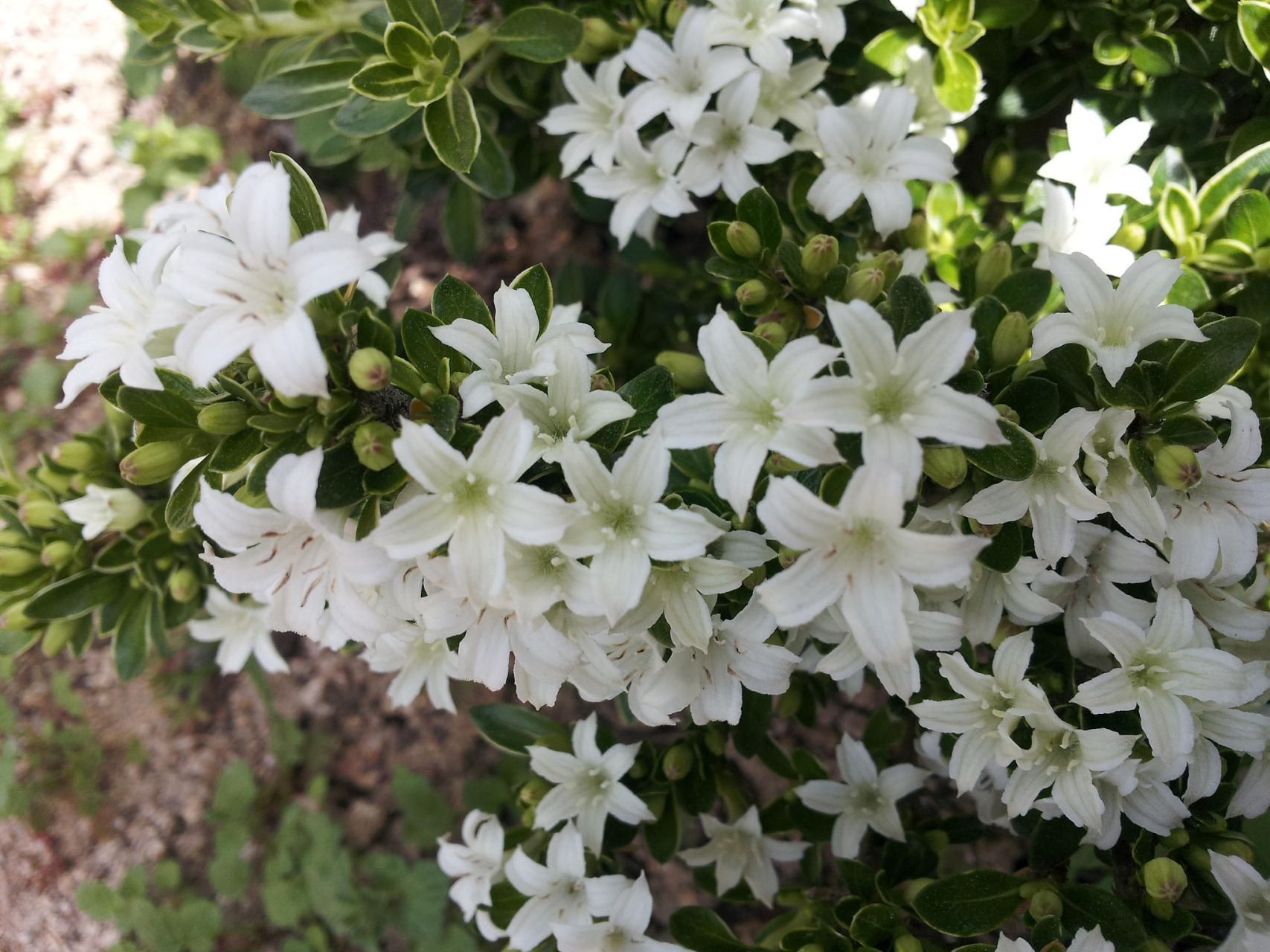 垂丝茉莉开花图片