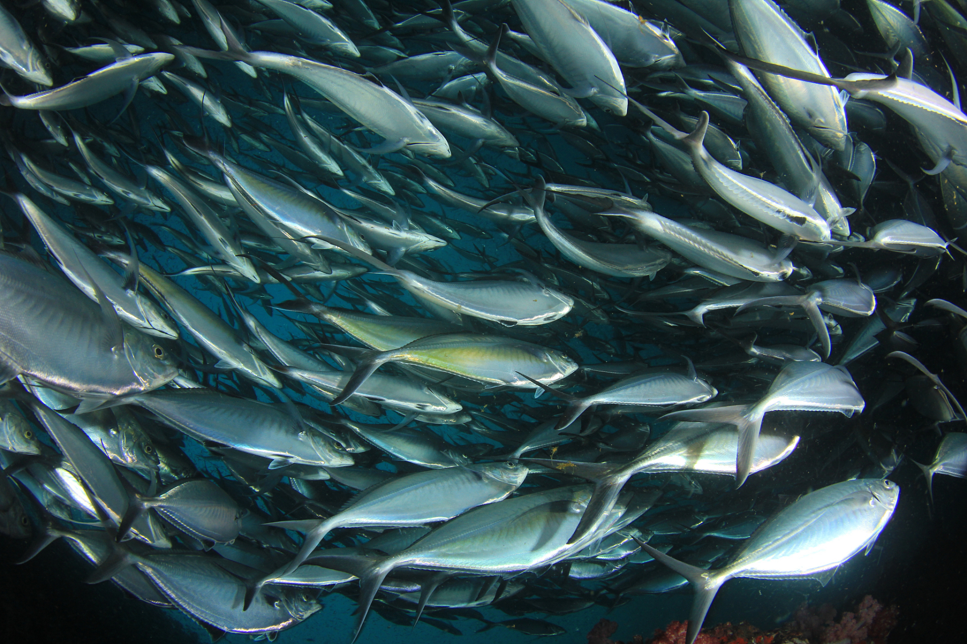 食蚊鱼和青鳉鱼是水中的精灵,它们在外形和生活习性上有微妙的差异.