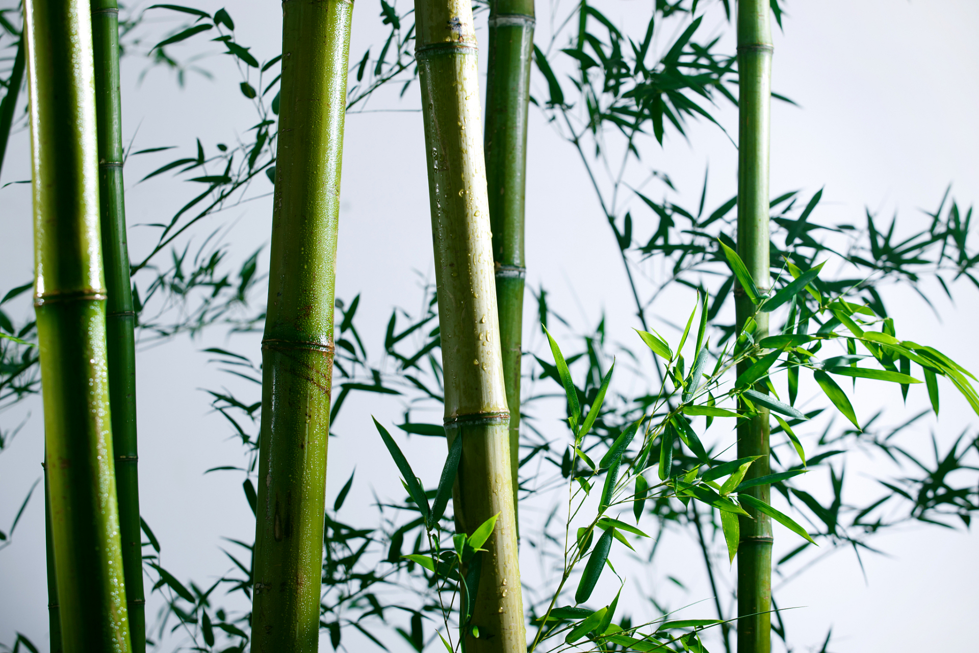 语文#  "岁寒三友"是指在寒冷的冬季,可以成长茁