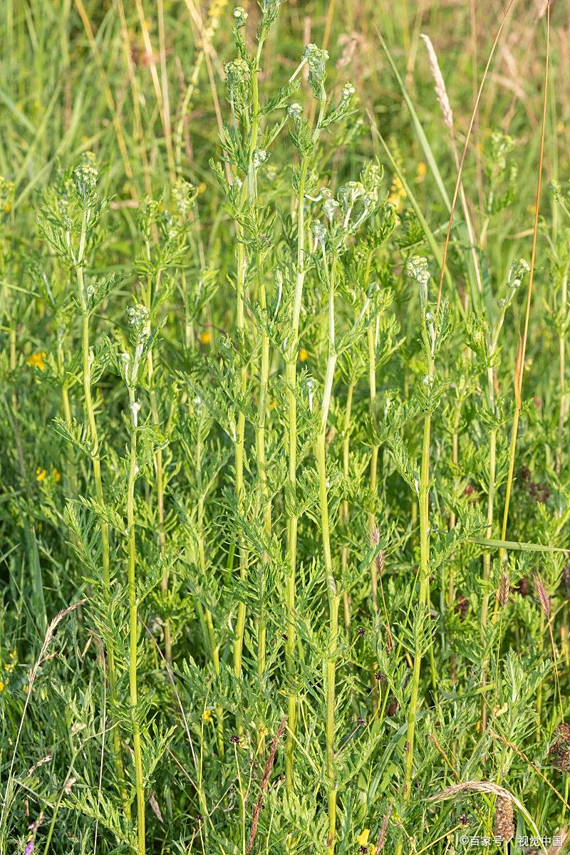 柴胡类方中比较经典的包括《伤寒论》中6首:小柴胡汤,大柴胡汤,柴胡