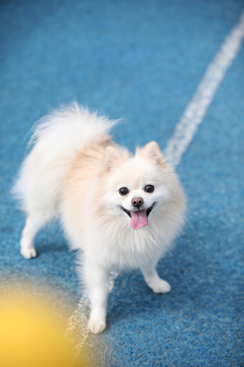 博美,作为一只活泼可爱的小型犬种,它的饮食习惯总是引起我们的关注.