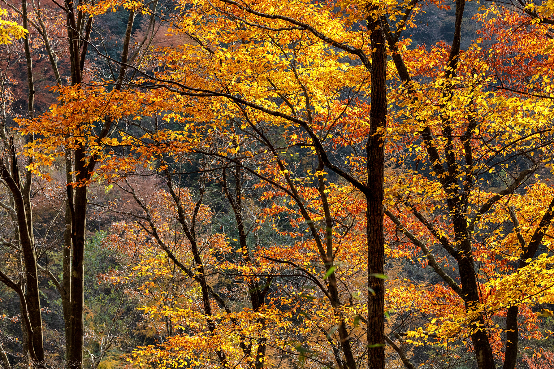 重庆秋天的美丽风景 是的,重庆的秋天有着美丽的风景,层林尽染的景色