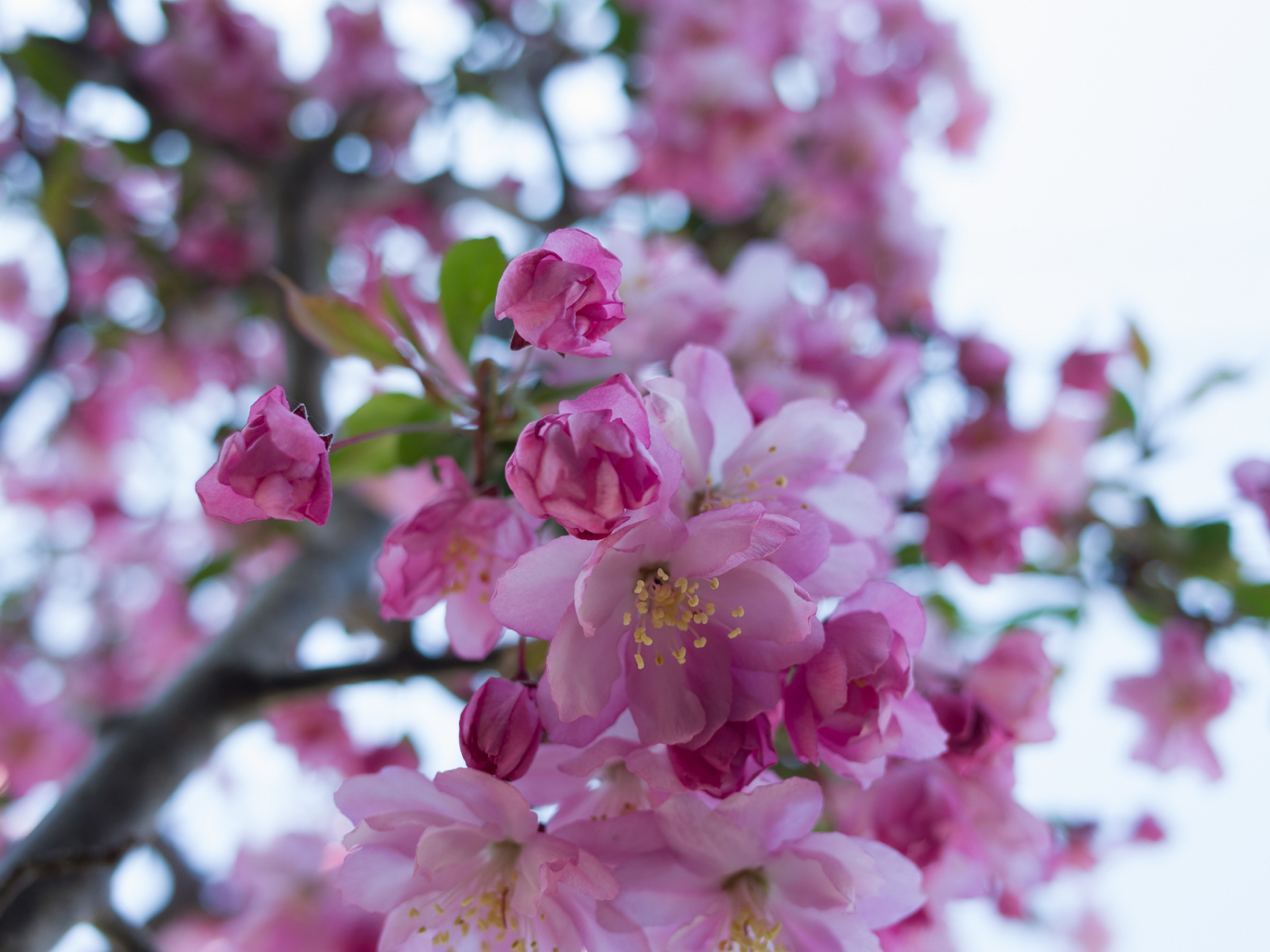今天出门在路上遇到盛开的海棠花,有淡雅的浅粉色,有热烈的深粉色,各