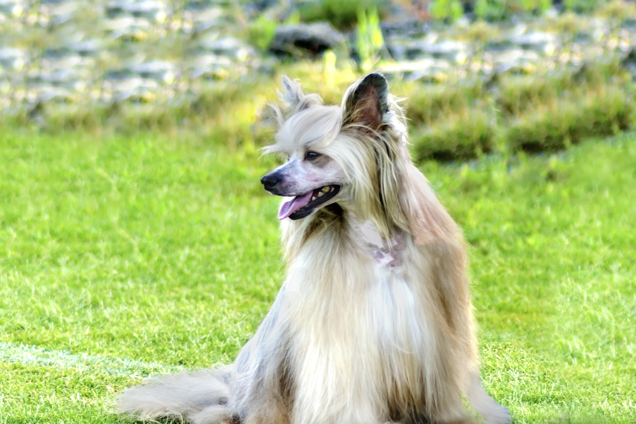 爱尔兰软毛梗犬,活泼温顺好养活.@萌宠守护者的动态