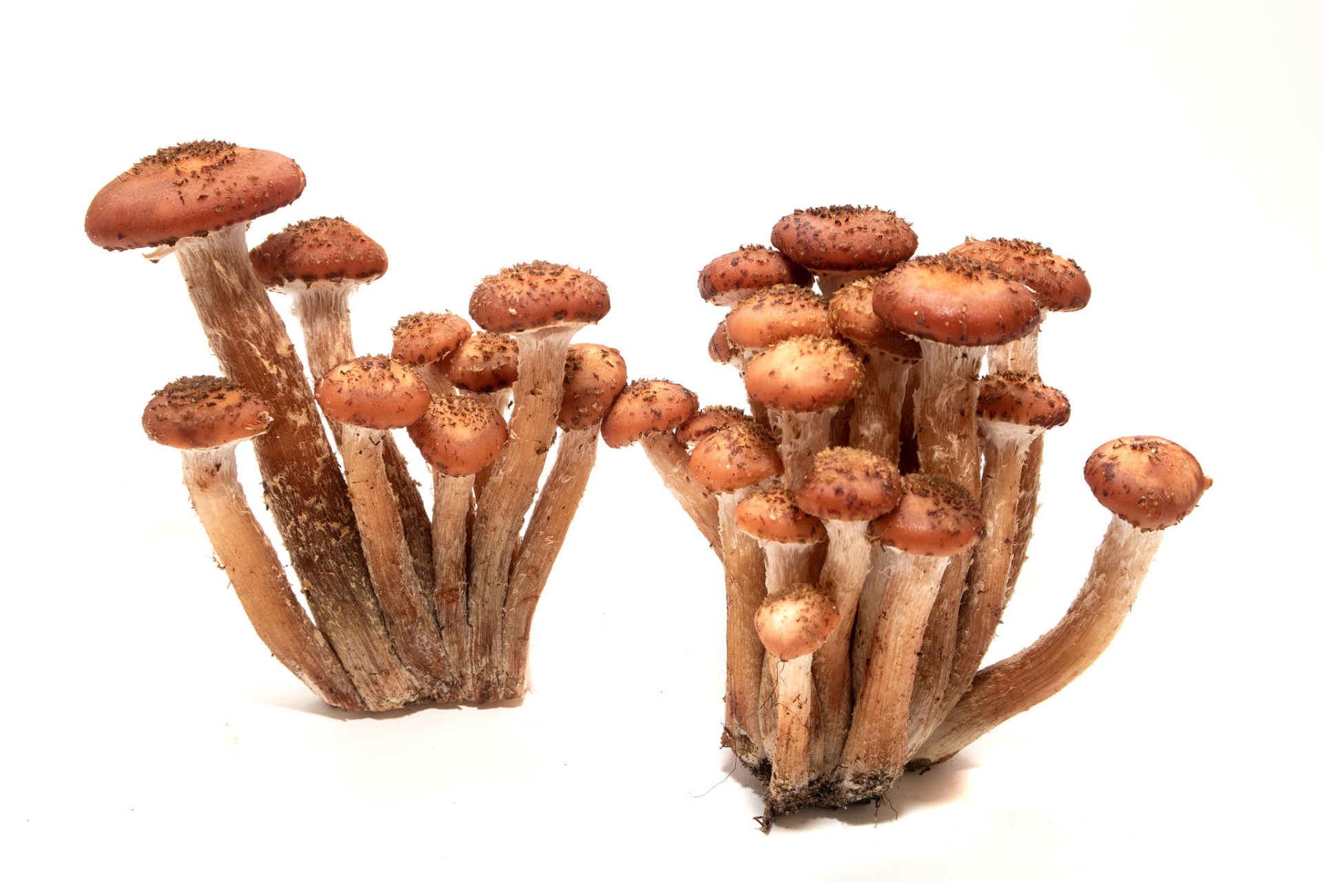 鹿茸菇是一种营养丰富的食用菌类,它含有丰富的蛋白质,维生素和矿