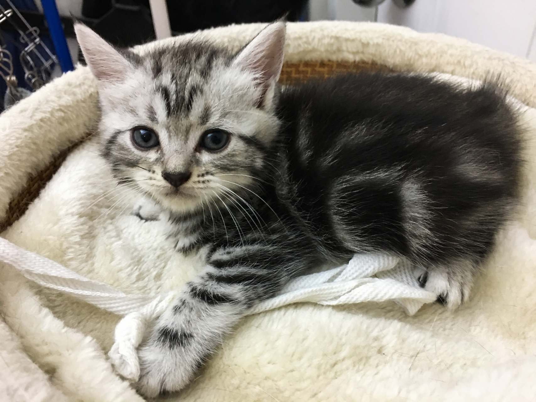 美国短毛猫(英文名:american shorthair cat)是一种常见的家猫品种,起