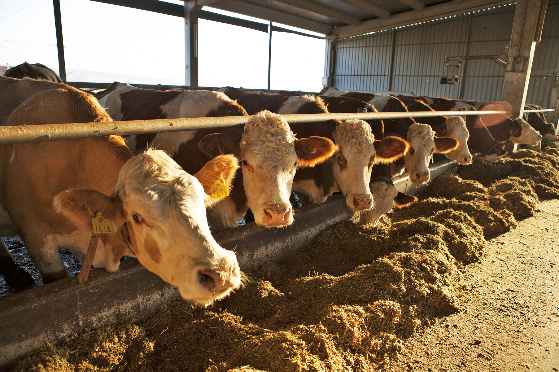 农村养牛能不能赚钱#  新手养牛建牛舍要简单投入少,自己动手能围住