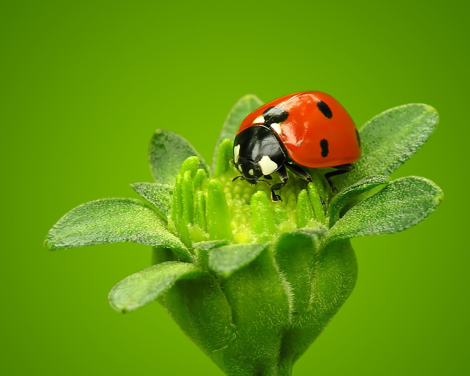 瓢虫,是鞘翅目瓢虫科的小型昆虫,是圆形突起的甲虫的通称,家族成员