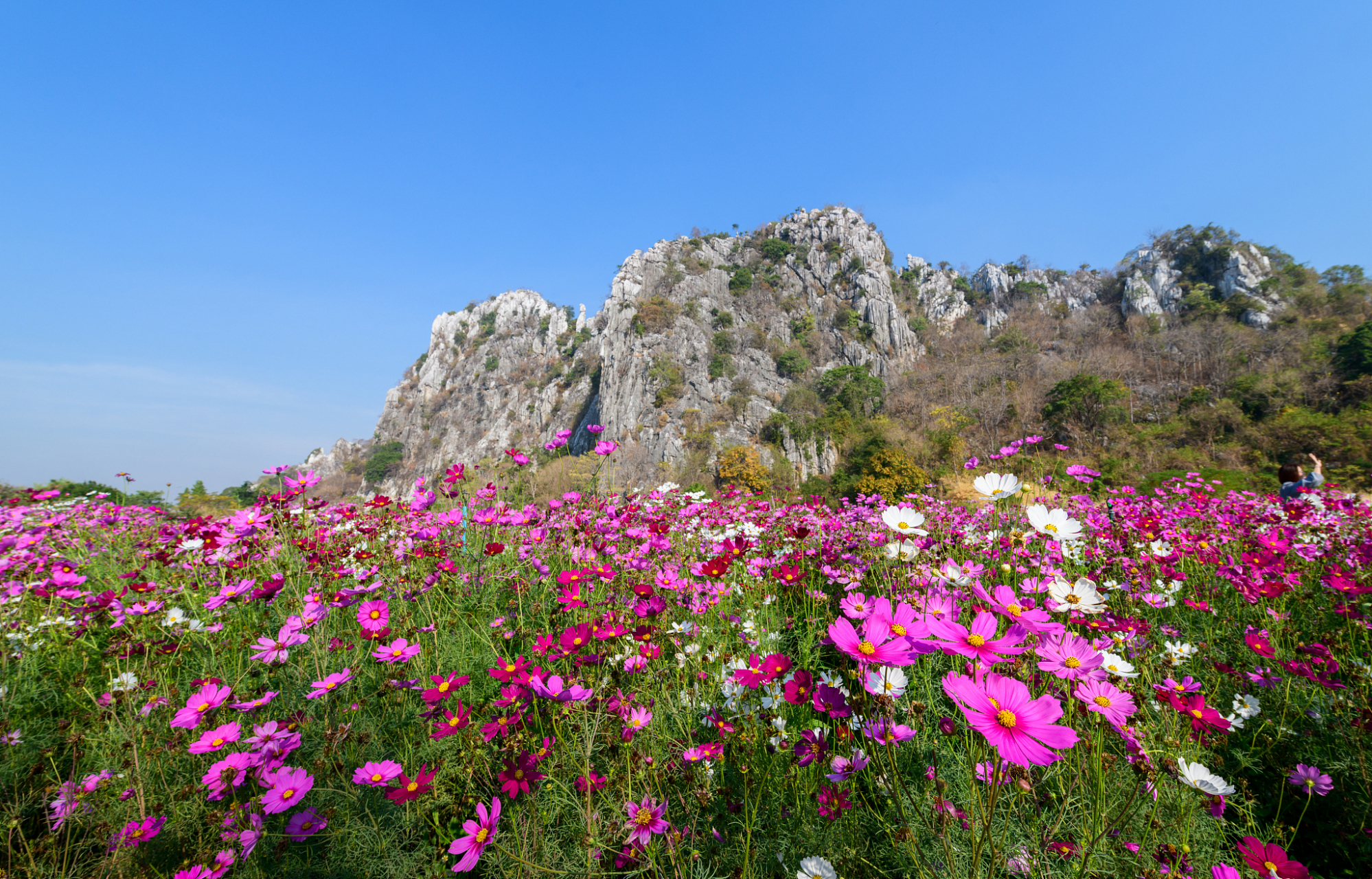 芜湖丫山花海石林图片