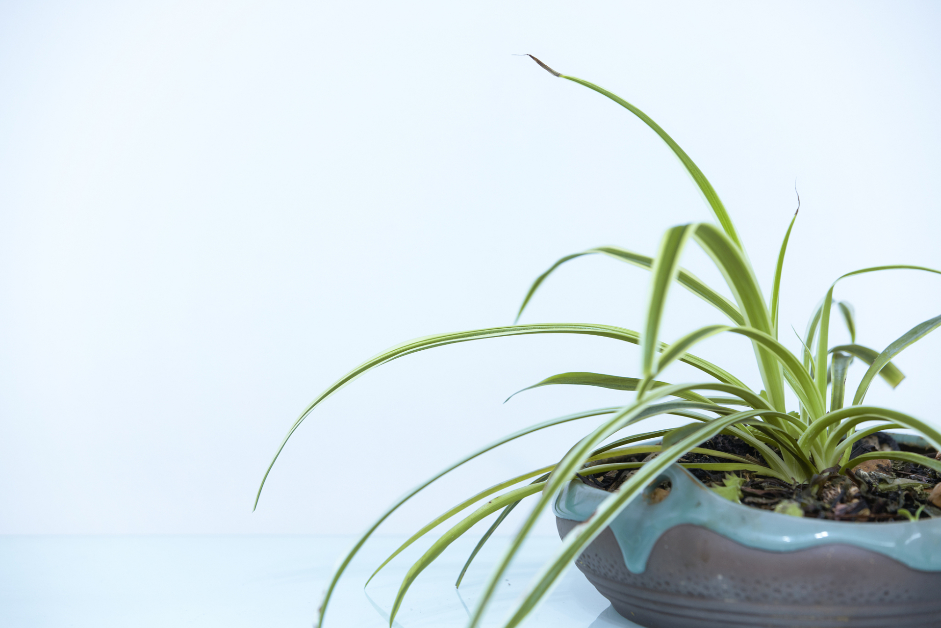 家中养吊兰没有问题,只要注意光照,水分,温度,肥料和修剪即可.